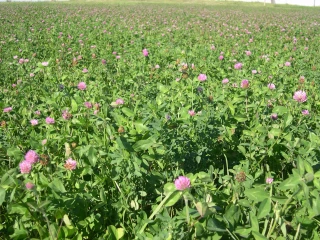 A quel prix vendre de l'herbe sur pied ?