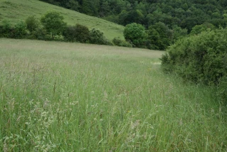 Elles n’ont pas livré toutes leurs vertus