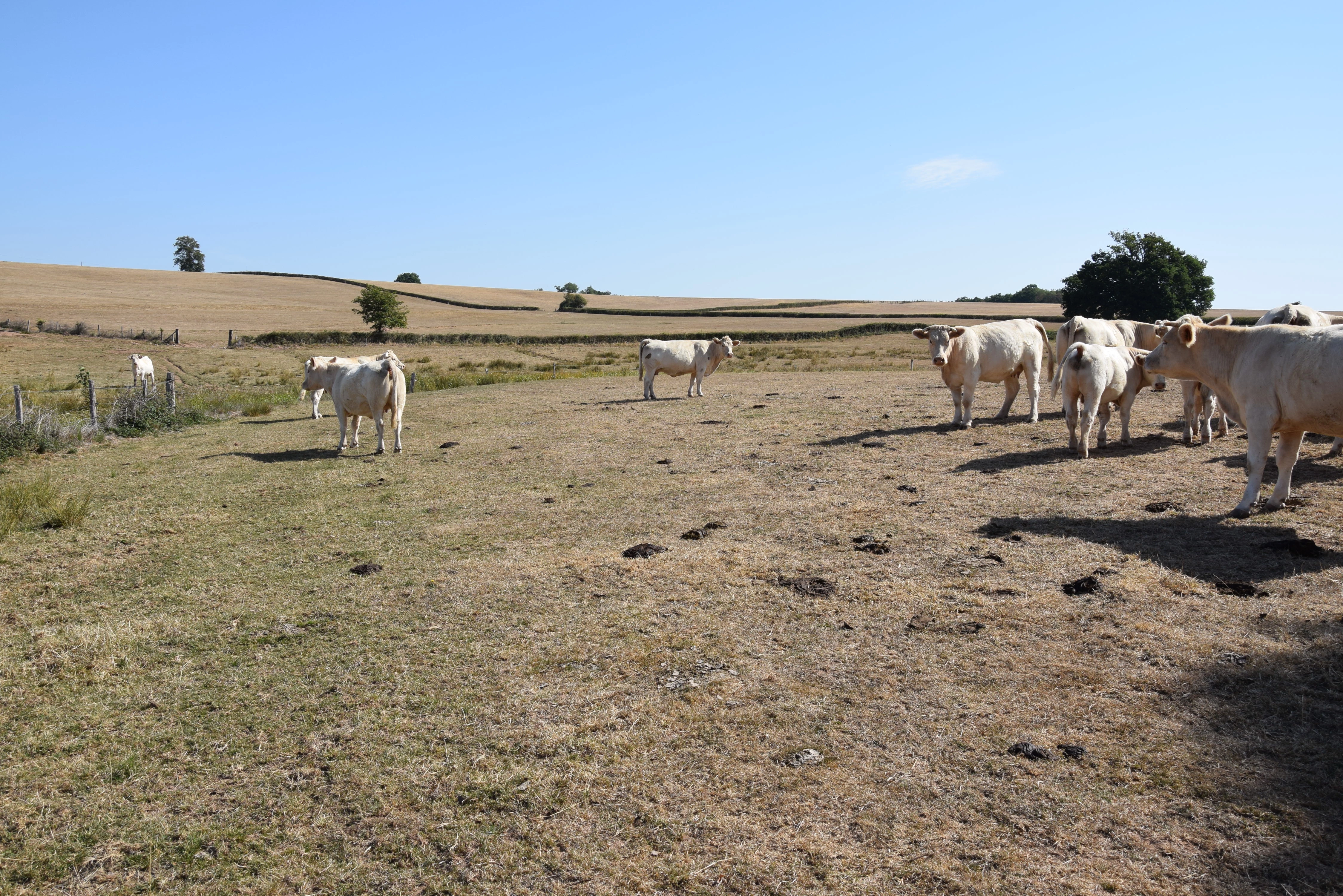Pousse de l'herbe : toujours pas de quoi nourrir les animaux…