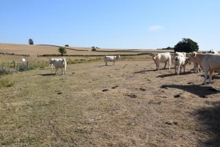 Pousse de l'herbe : toujours pas de quoi nourrir les animaux…