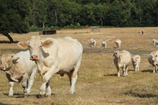 Sécheresse et canicule  : l’agriculture en proie aux caprices de la météo