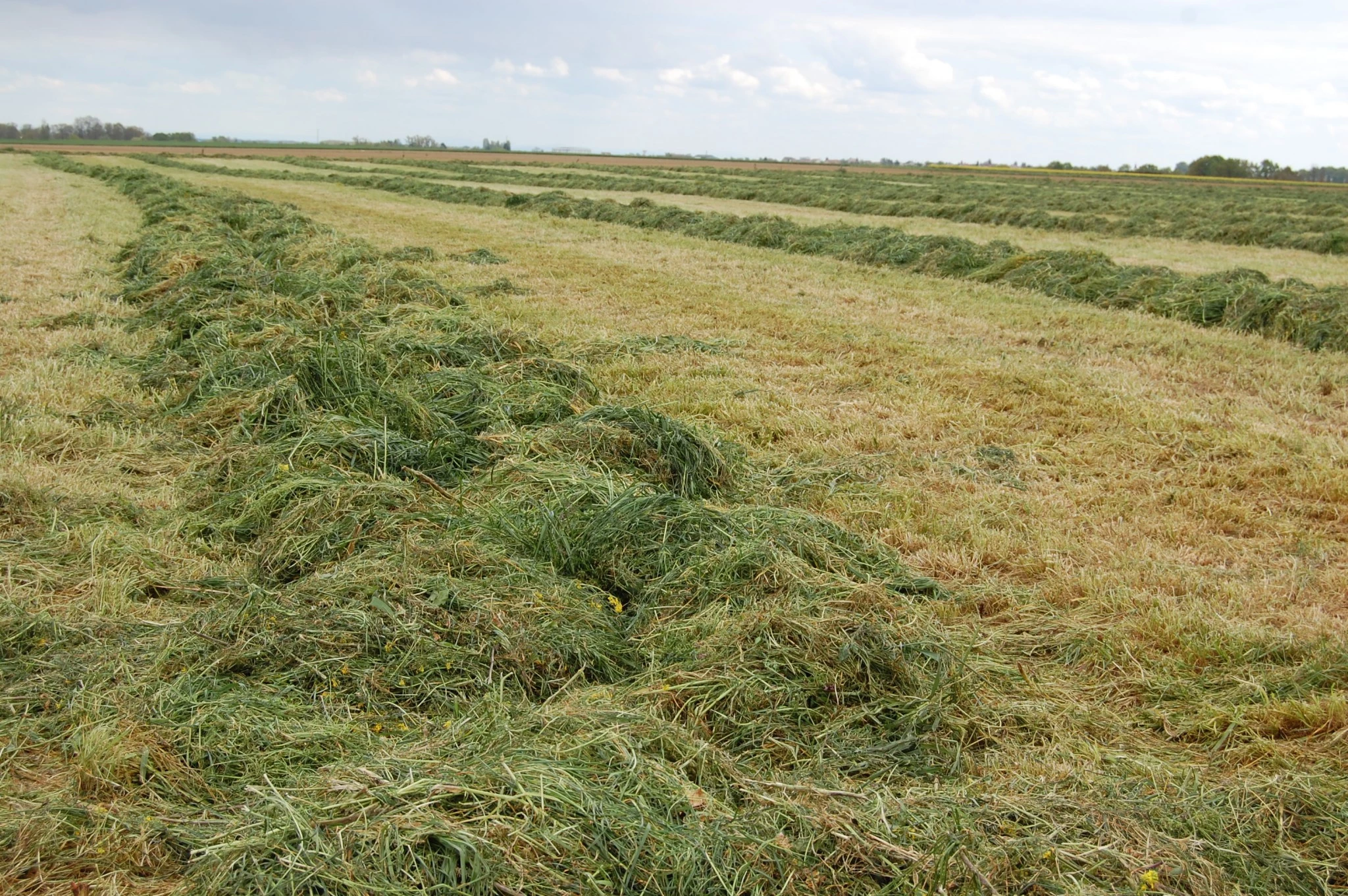 Les mécanismes de séchage d’un fourrage