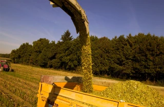 Acheter ou vendre du maïs sur pied pour l'ensilage, pourquoi pas. Mais à quel prix ?