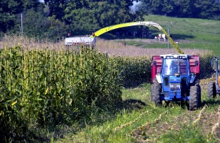 Récolter son maïs ensilage au bon stade suppose d'en surveiller la maturation en amont...