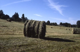 Chaque année, pendant la période des foins, une question revient, celle du prix de l’herbe sur pied… 