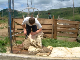 Alors que la France accueillera en 2019 le championnat mondial de la tonte, zoom sur le marché de la laine ovine