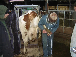 En élevage laitier, la santé des vaches passe par la prévention des boiteries