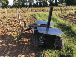 En matière d'épamprage comme de taille, la robotique arrive dans les vignes...