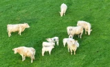 drone vaches vue du ciel
