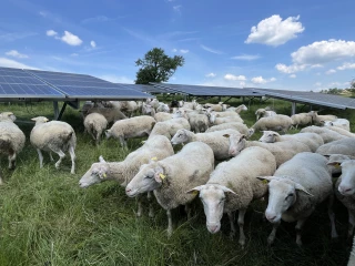 pâturage ovins sous panneaux solaires Pôle régional ovin de Charolles