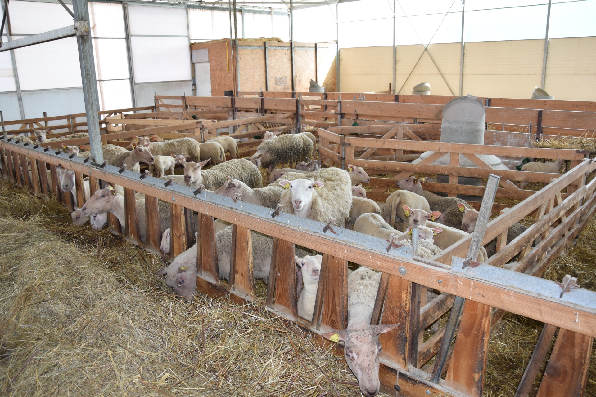 En élevage ovin, bien s’équiper pour durer !