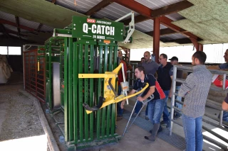 Manipuler ses bovins seul et sans perte de temps