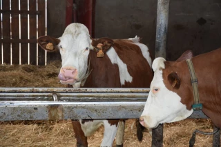 Adapter les bâtiments laitiers aux fortes chaleurs