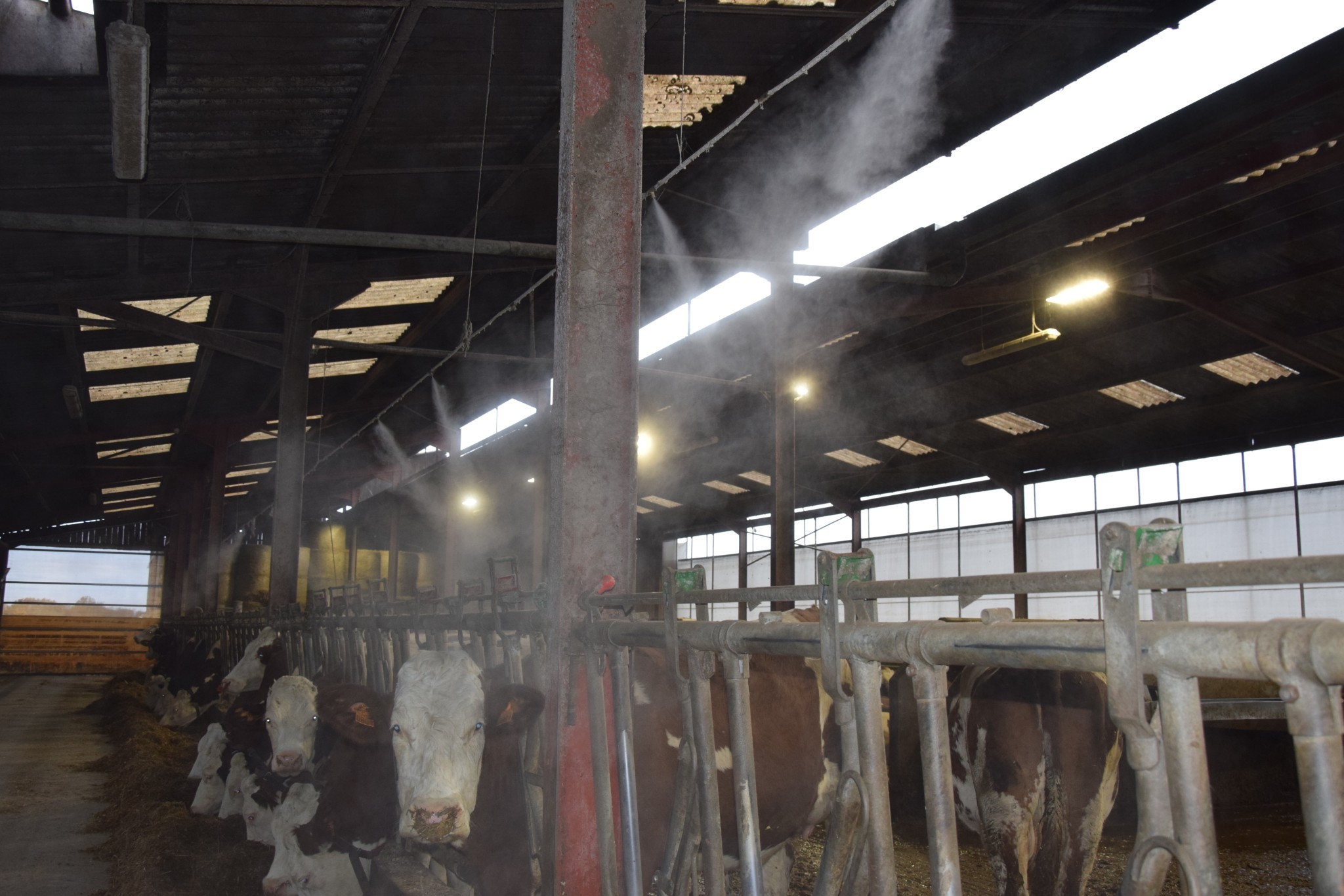 Des vaches bien au frais pour faire face à la canicule !