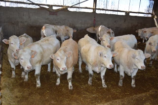 Gaec Landreveaux à Saint-Martin de Commune : "la sécheresse nous a fait tester des alternatives à la paille"