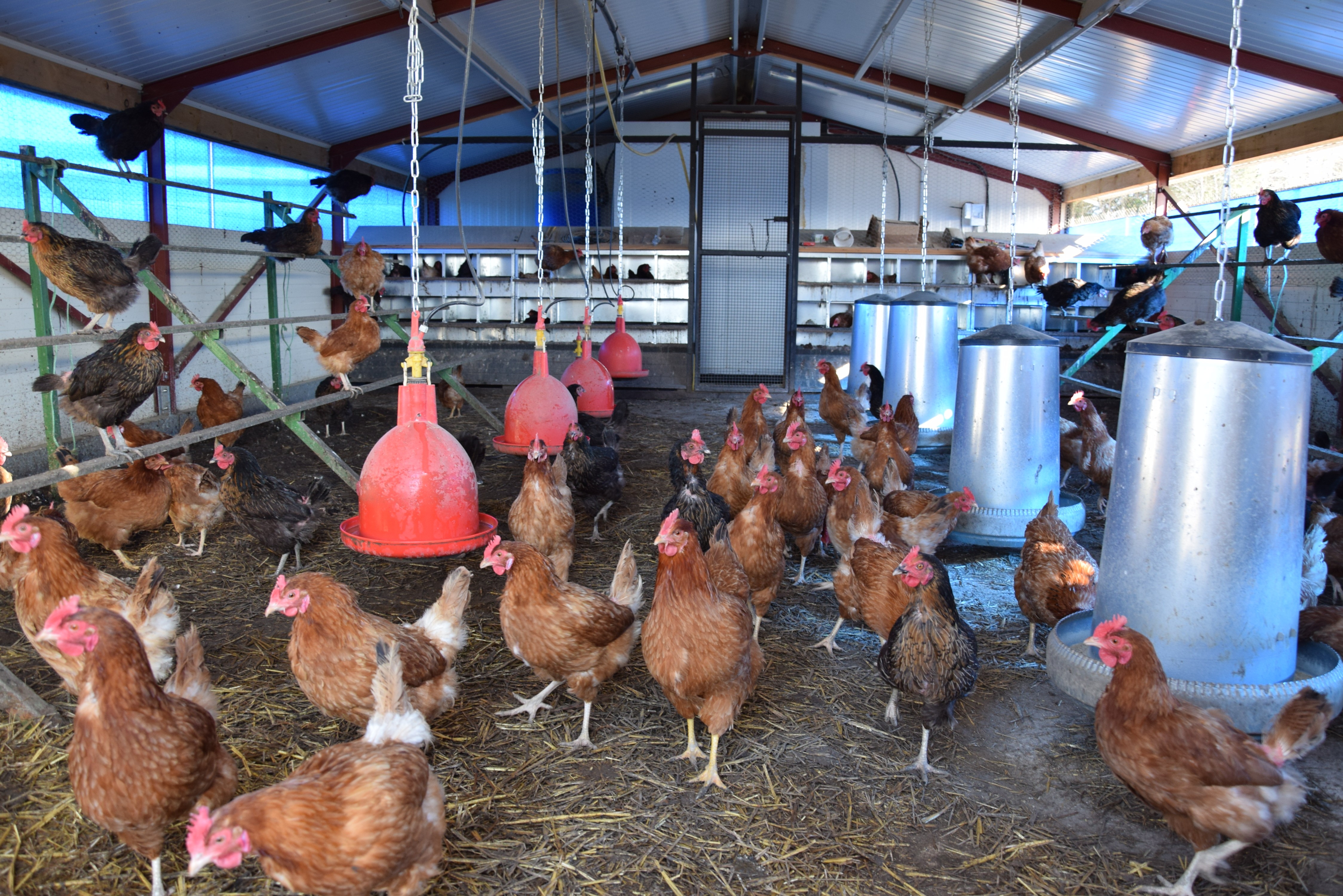 Poules pondeuses, vaches et chèvres au Gaec de la Ferme de