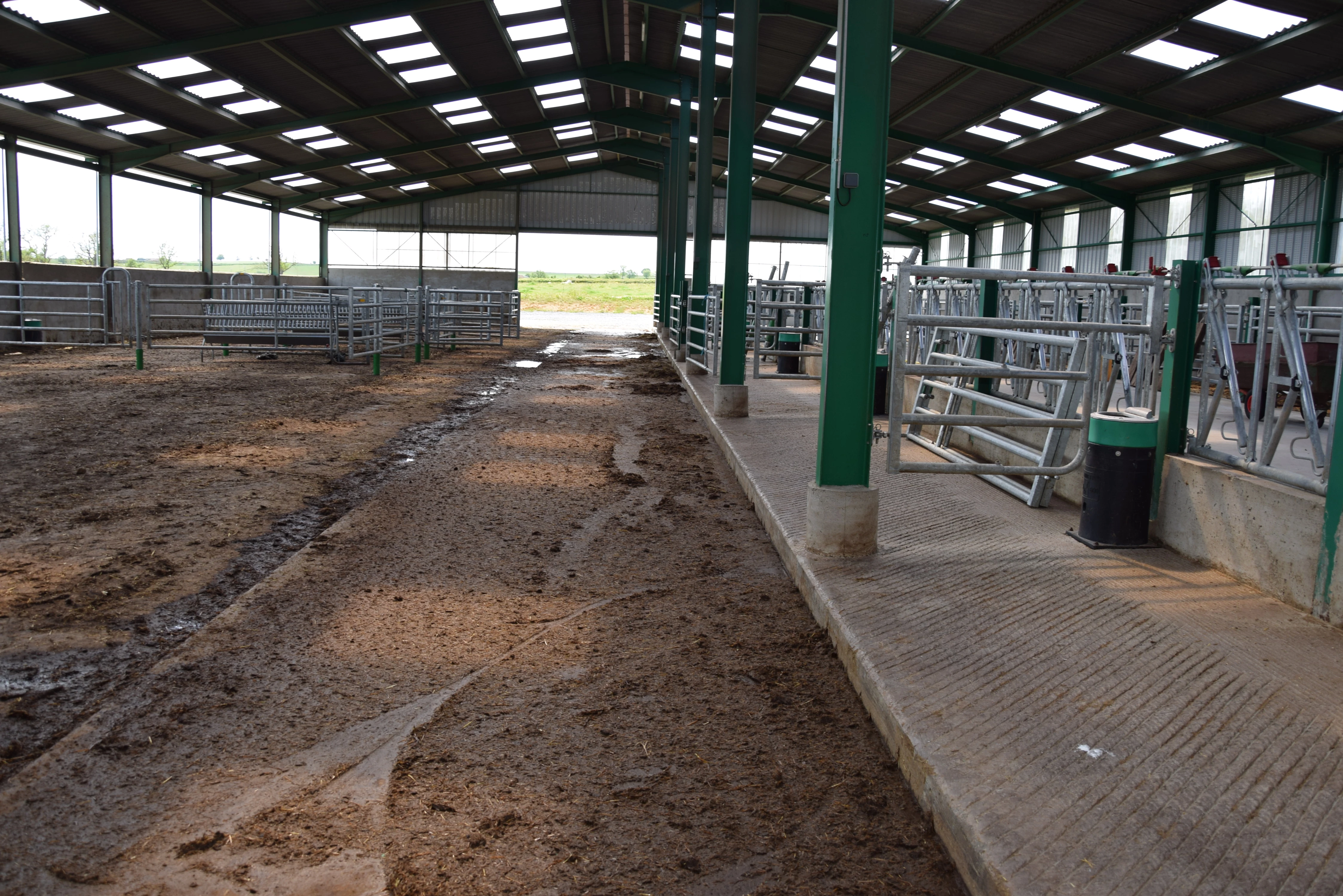 Une aire paillée avec couloir raclé pour la mise aux taureaux