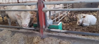 L’abreuvement aussi 