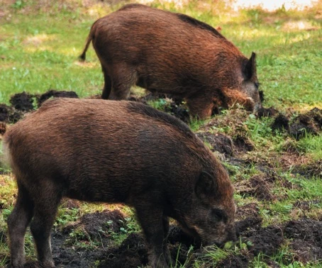 Le dossier des dégâts de gibier demeure sensible dans la région BFC, avec des différences départementales dans l'approche