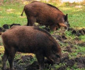 Le dossier des dégâts de gibier demeure sensible dans la région BFC, avec des différences départementales dans l'approche
