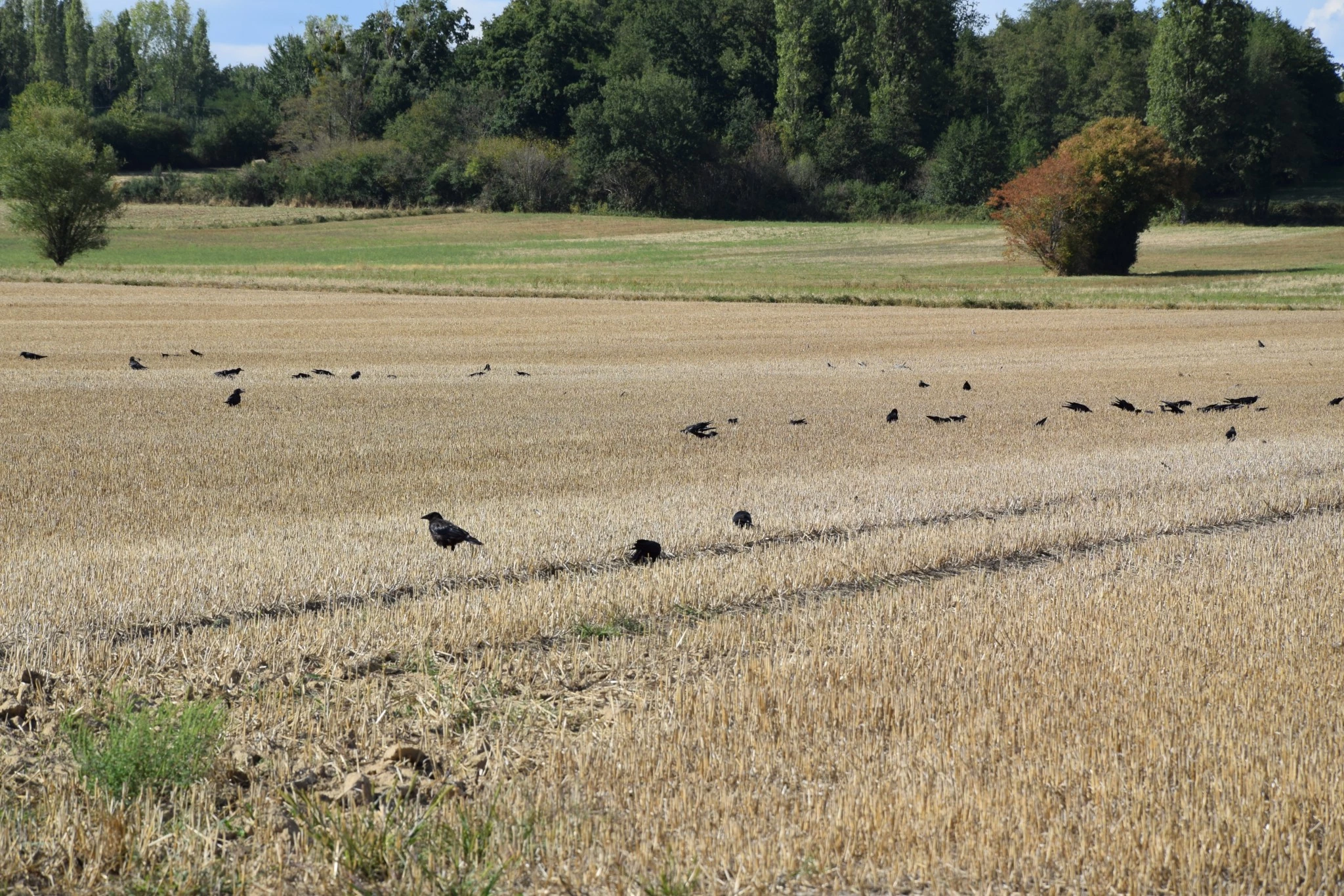 Faire remonter un maximum de fiches dégâts