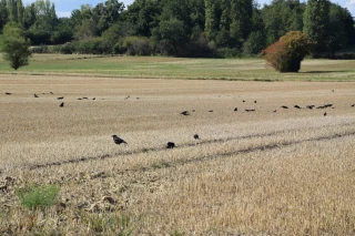Une deuxième campagne de régulation des corvidés encourageante