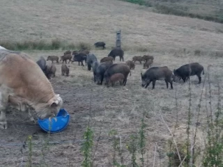 Près de Marly-sous-Issy, des sangliers s’invitent à la table des bovins !