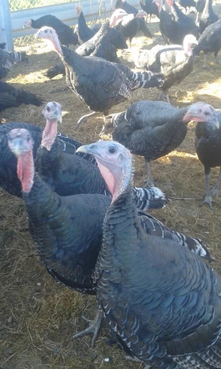La Foire aux Dindes de Marcigny met à l'honneur les producteurs   