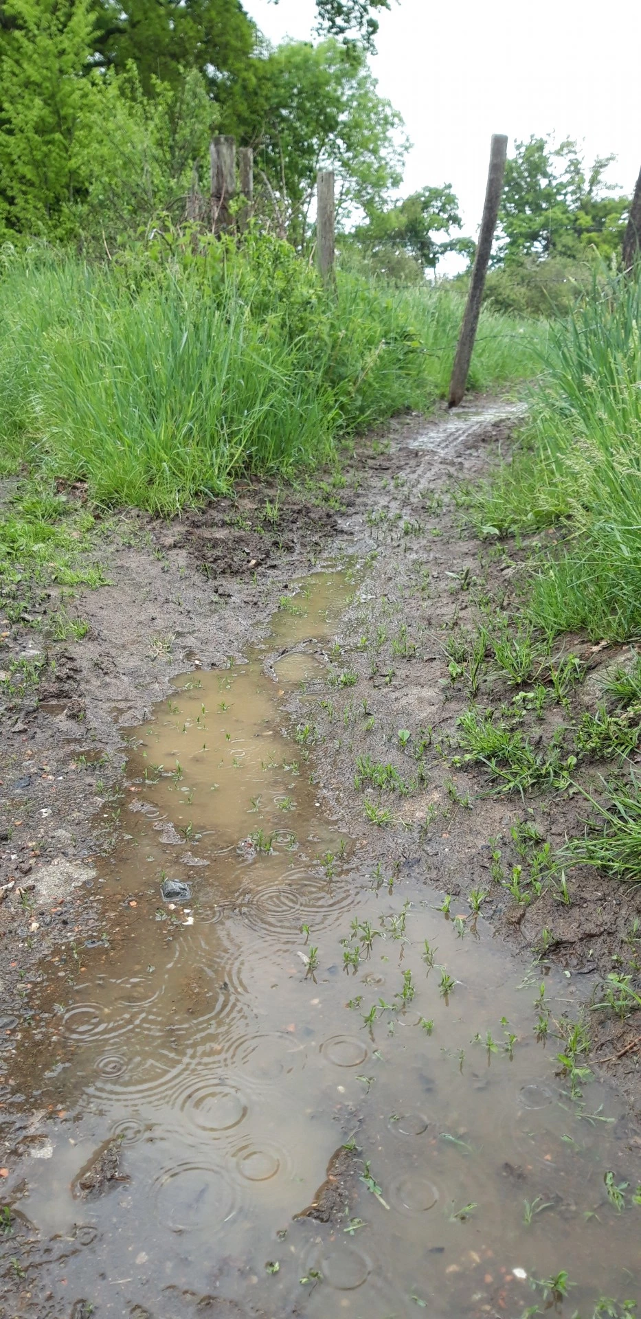 La pluie du répit