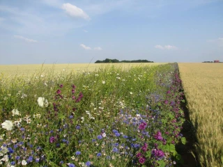 Cantines dans les champs