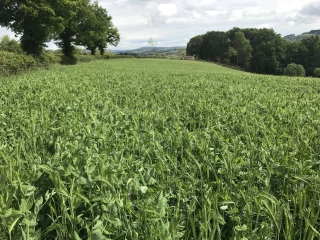 En matière d'alimentation du cheptel, l'important est de retrouver l’équilibre