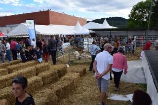Fédération des foires de Saône-et-Loire :  « tout faire pour que nos foires perdurent »