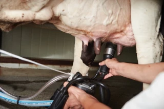 Les 1.000 l de lait payés 504 € en moyenne dans l’UE