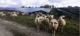 L’agrivoltaïsme au sol à l’essai au Pôle ovin de Charolles