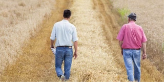 Les producteurs de céréales ont le sentiment d'être abandonnés...