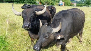Exploration à vélo mais sans pare-buffle !