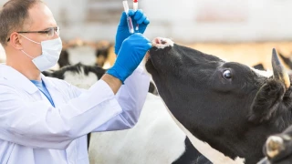 Lutter contre la désertification vétérinaire