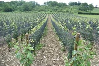 La vigne autrement