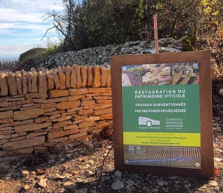 Nouvel appel à projets pour la restauration du patrimoine viticole