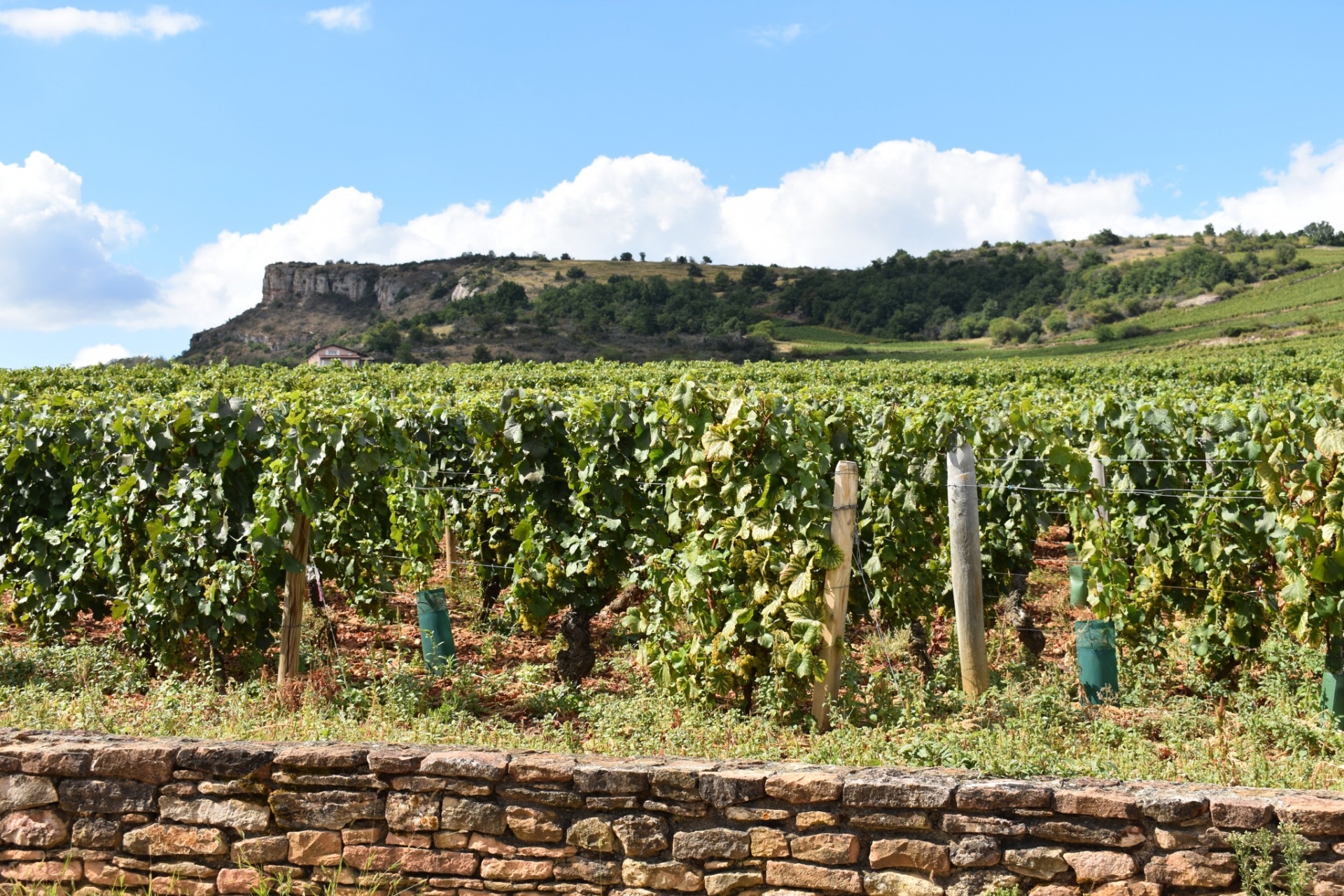 Un marché incontournable pour les vins de Bourgogne