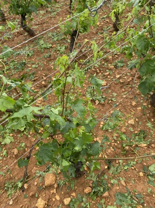 Après le gel, la grêle