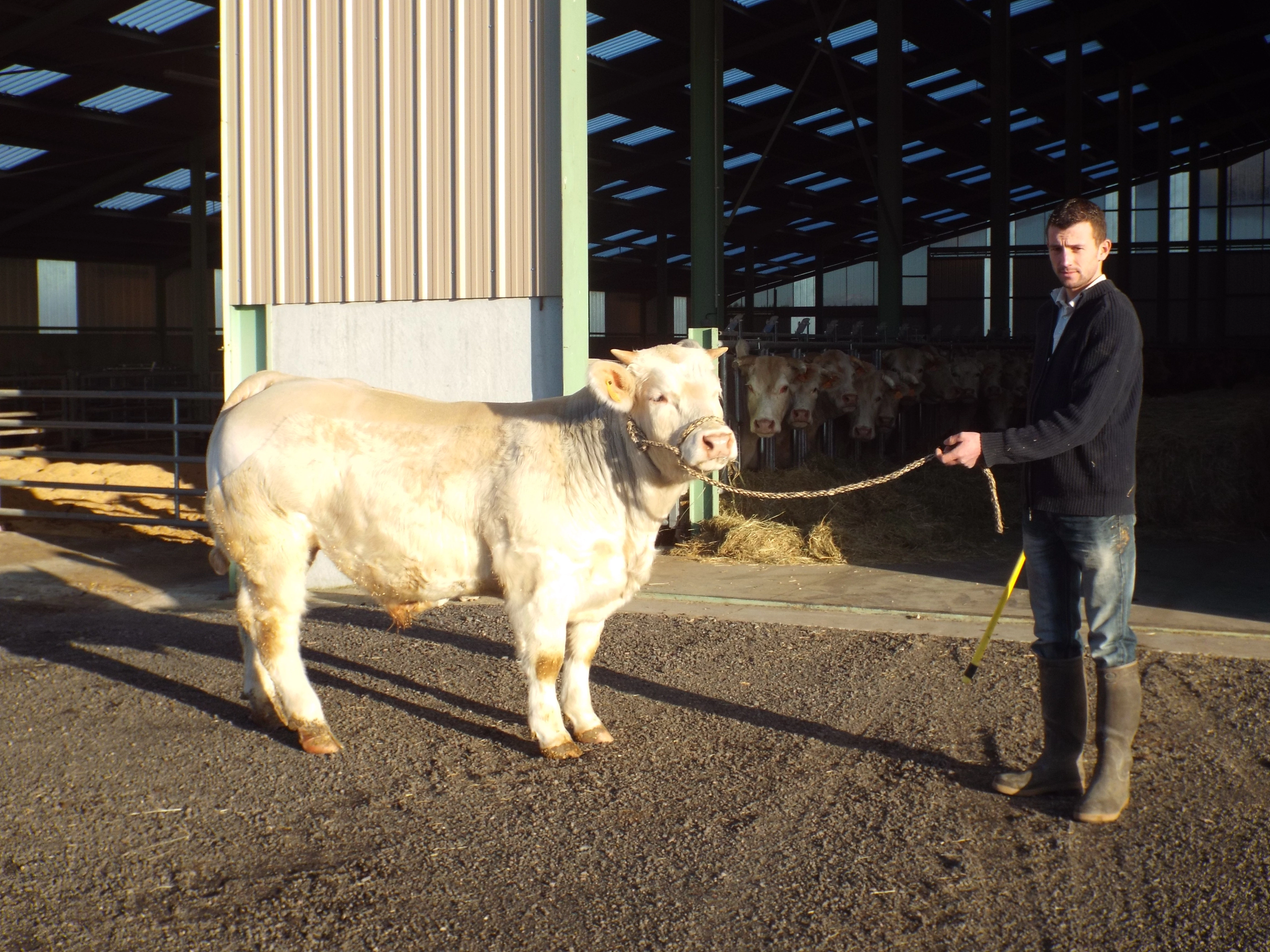 Rencontre avec Simon Dumontet, jeune éleveur installé à Saint-Aubin-en-Charollais