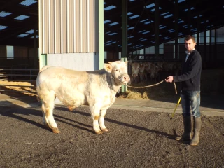 Rencontre avec Simon Dumontet, jeune éleveur installé à Saint-Aubin-en-Charollais