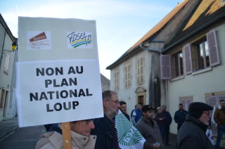 Le loup est incompatible avec notre élevage bocager