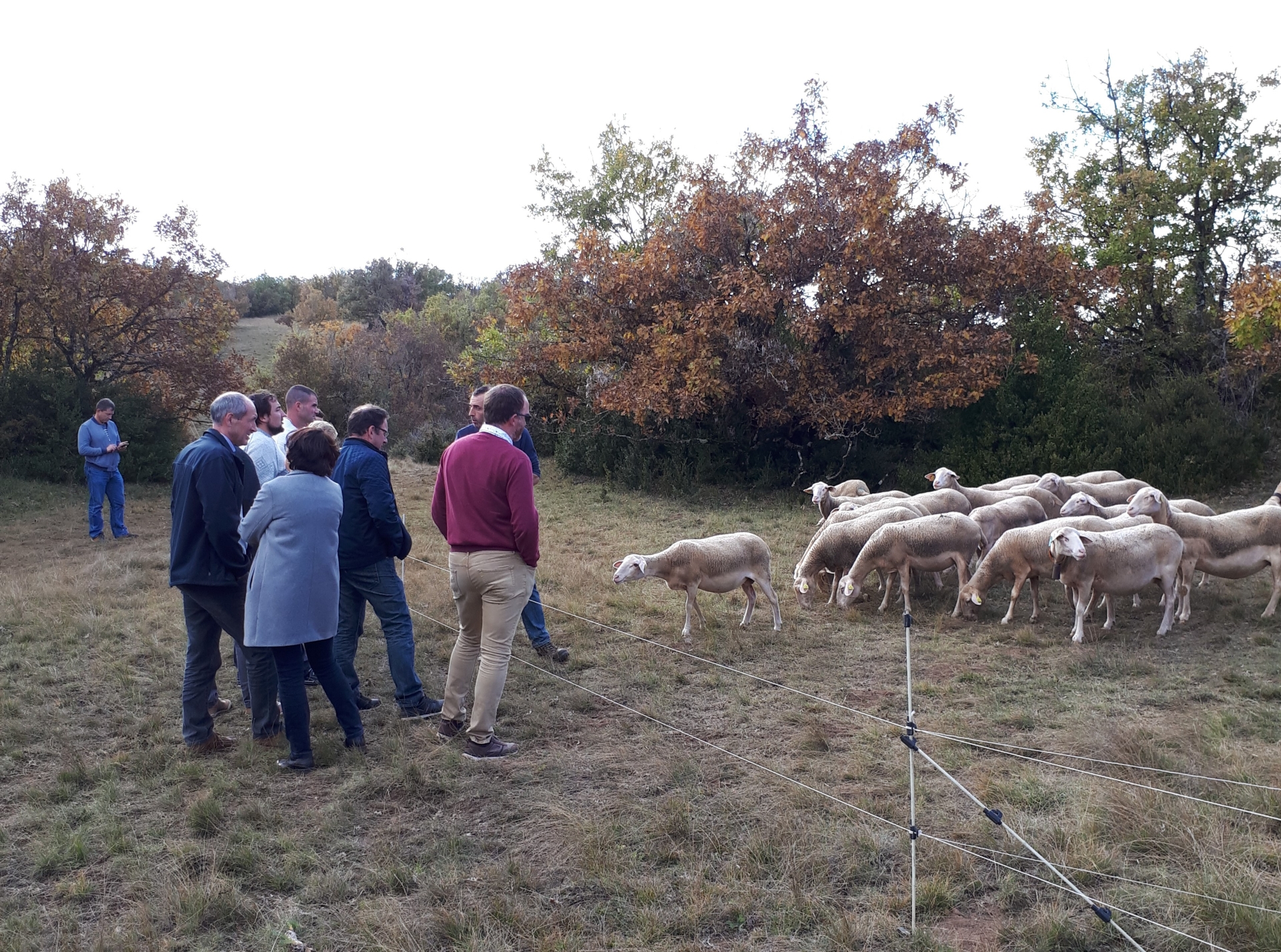 Les éleveurs ovins de Saône-et-Loire partent en Aveyron