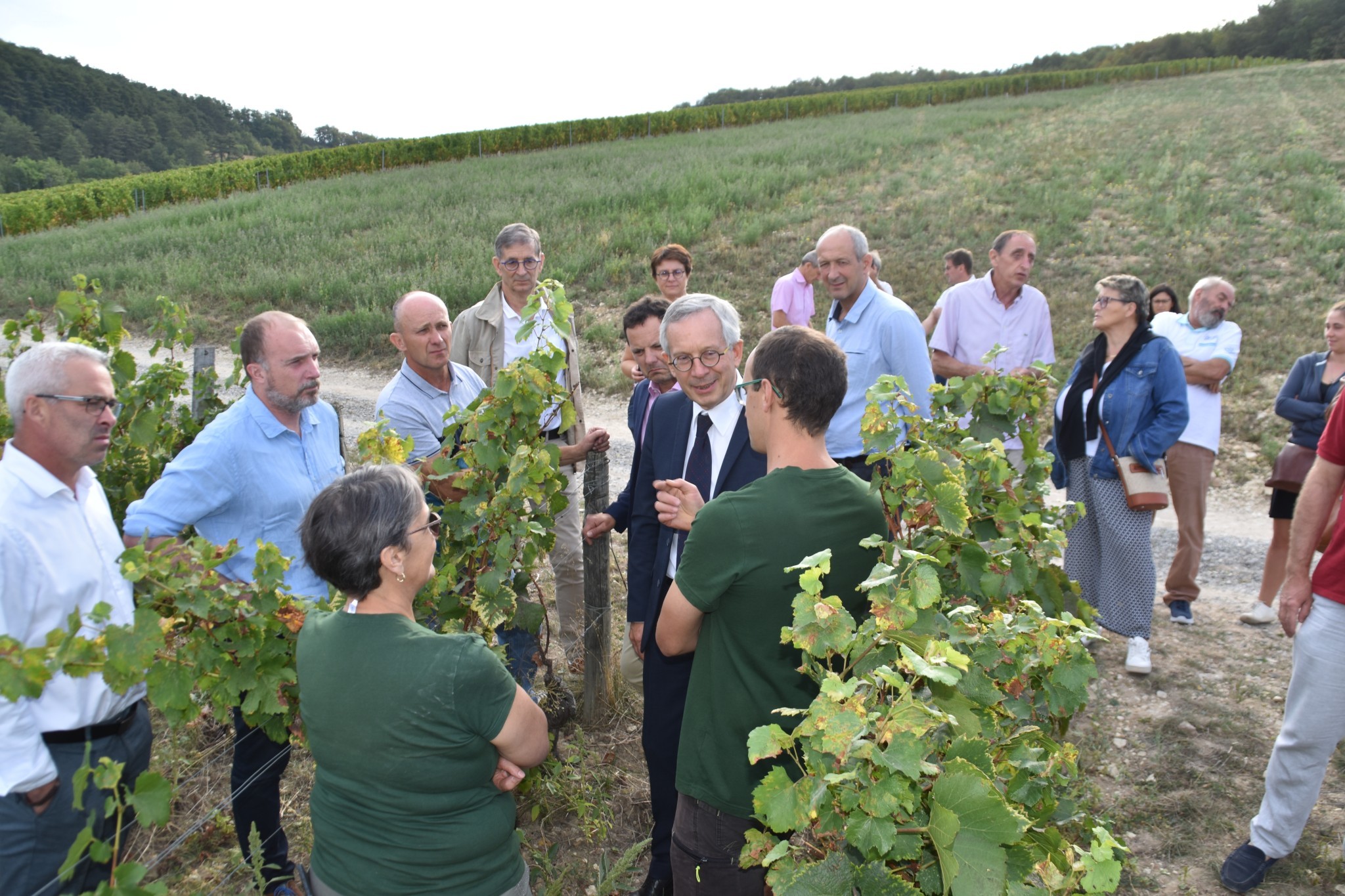 Coup de chaud sur les vendanges