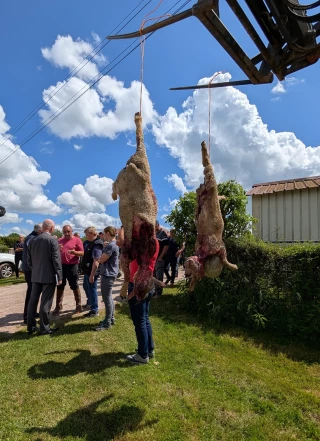 Quand un loup en remplace un autre : une histoire sans fin si l’État ne change pas de braquet !