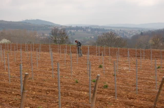 BIVB : résussir sa plantation de vignes 