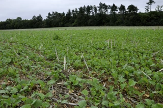 40 à 50 000 ha de colza fortement touchés par le gel 