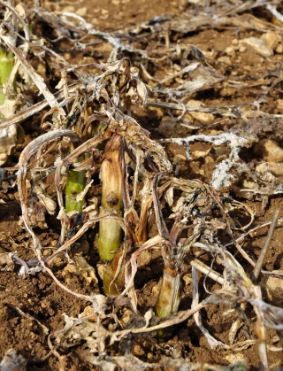 Pour Groupama, il faut inciter les agriculteurs à s’assurer pour mutualiser les risques